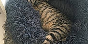 Pistache a rejoint le concours — aidez-le/la à gagner de superbes lots ! cat, tabby, sleeping, pet_bed, blue, fluffy, carpet, indoor, cozy, resting, feline, animal, striped, cute, domestic_cat, relaxed, paw, whiskers, fur, home