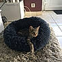 cat, kitten, pet_bed, fluffy, tabby, paw, living_room, rug, plant, cabinet, tile_floor, door, cozy, indoor, relaxed, fur, small_animal, domestic, cute, resting
