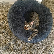 Pistache participe au concours pour gagner de l'argent avec cette photo : cat, tabby_cat, pet_bed, fluffy_bed, cozy, relaxed, indoor, shaggy_rug, carpet, gray, beige, feline, resting, animal, cute, sleepy, domestic_animal, fur, paw, whiskers
