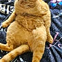 cat, orange_tabby, feline, pet, animal, relaxed, sitting, blanket, text, indoor, fur, cute, domestic_cat, whiskers, ears, tail, cozy, resting, soft, comfort