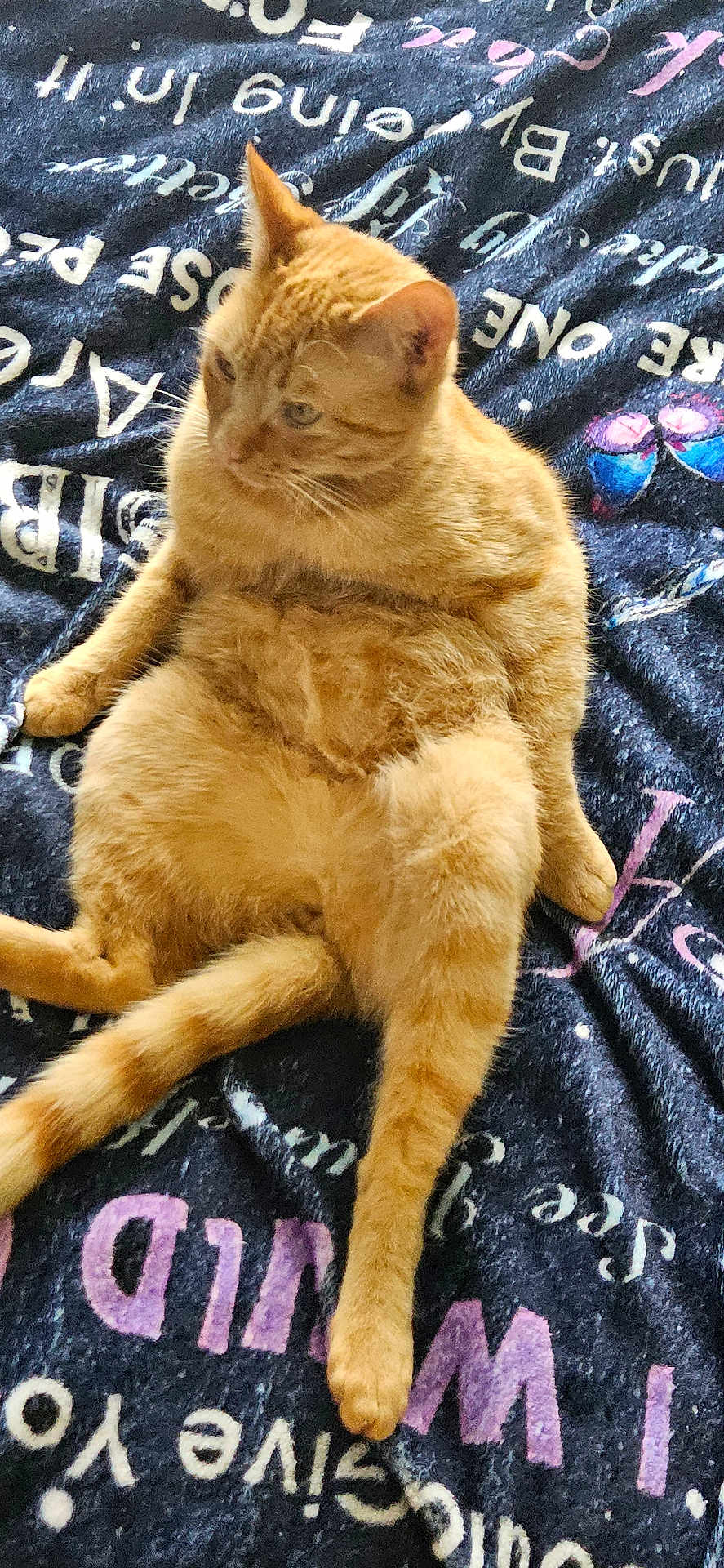 Teeko is registered to the contest to win money with this photo: cat, orange_tabby, feline, pet, animal, relaxed, sitting, blanket, text, indoor, fur, cute, domestic_cat, whiskers, ears, tail, cozy, resting, soft, comfort