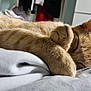 Teeko is registered to the contest to win money with this photo: cat, ginger_cat, sleeping, paw, bed, blanket, indoor, feline, fur, cute, resting, cozy, domestic_cat, whiskers, ears, nap, soft, closeup, relaxing, animal