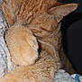 Teeko is registered to the contest to win money with this photo: cat, ginger_cat, paw, sleeping, cozy, blanket, fur, cute, pet, indoor, resting, animal, whiskers, ears, close_up, soft, relaxed, feline, snuggling, quiet