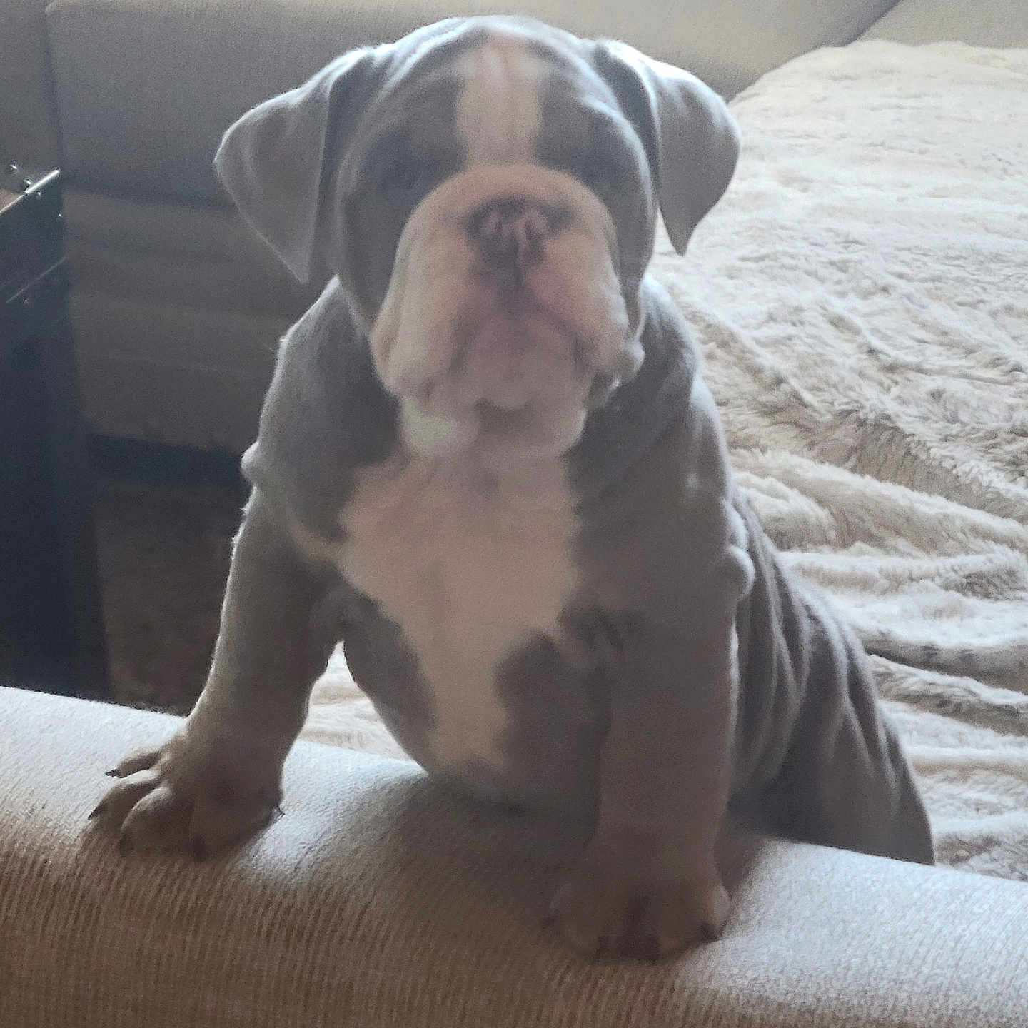 Gracie is registered to the contest to win money with this photo: adorable, animal, bulldog, couch, cozy, cute, dog, face, front_paws, fur, furniture, home, indoor, leaning, legs, pet, puppy, soft, wrinkles, young
