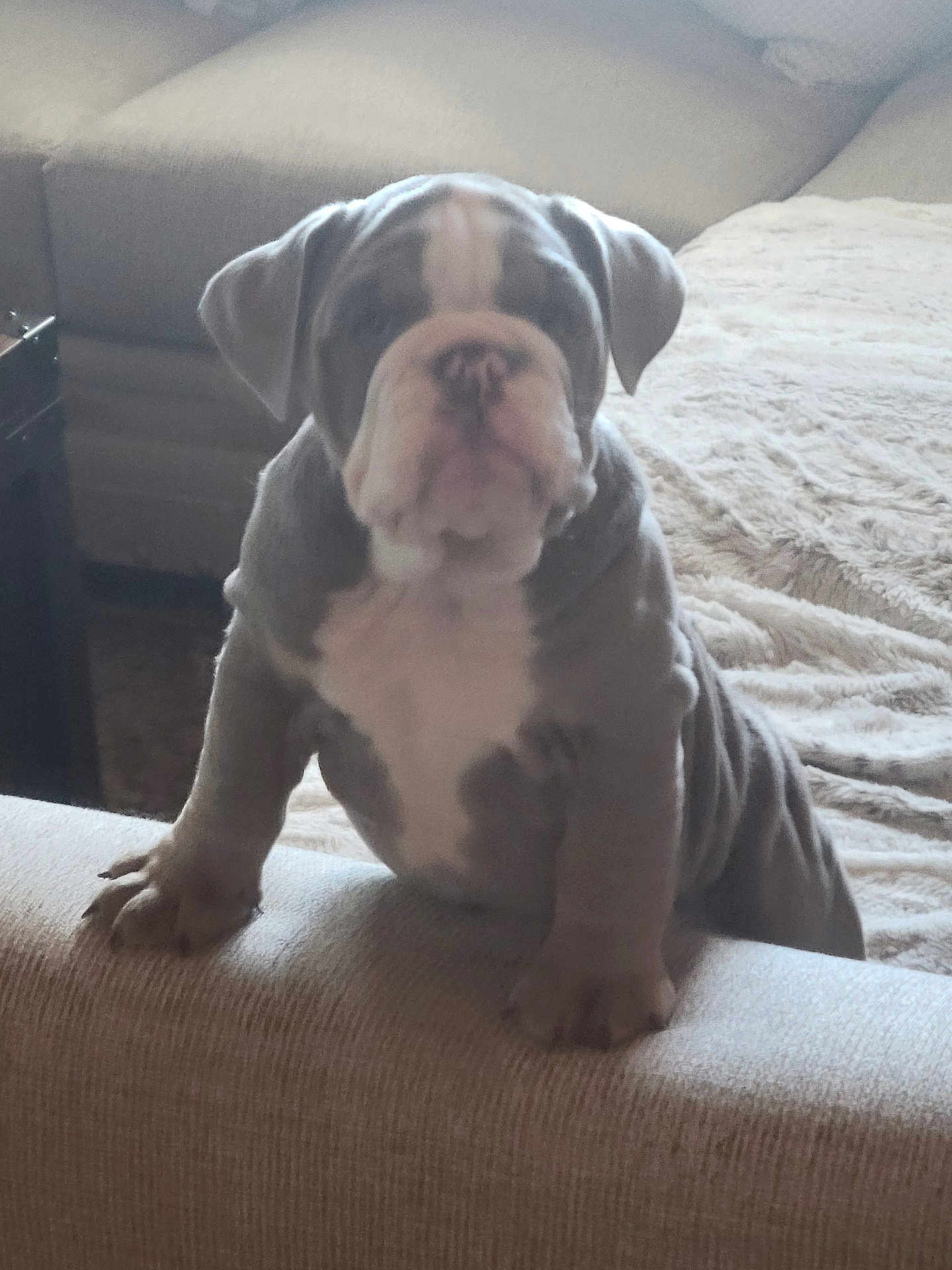 Gracie is registered to the contest to win money with this photo: puppy, bulldog, dog, indoor, couch, furniture, pet, animal, wrinkles, cute, young, fur, face, legs, front_paws, home, cozy, soft, leaning, adorable