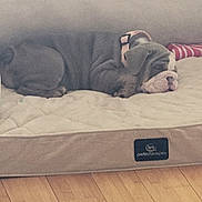 Gracie is registered to the contest to win money with this photo: bulldog, puppy, dog, sleeping, pet_bed, collar, pink_collar, indoors, floor, wood_floor, resting, cute, animal, pet, cozy, relaxing, domestic, young_dog, canine, quiet