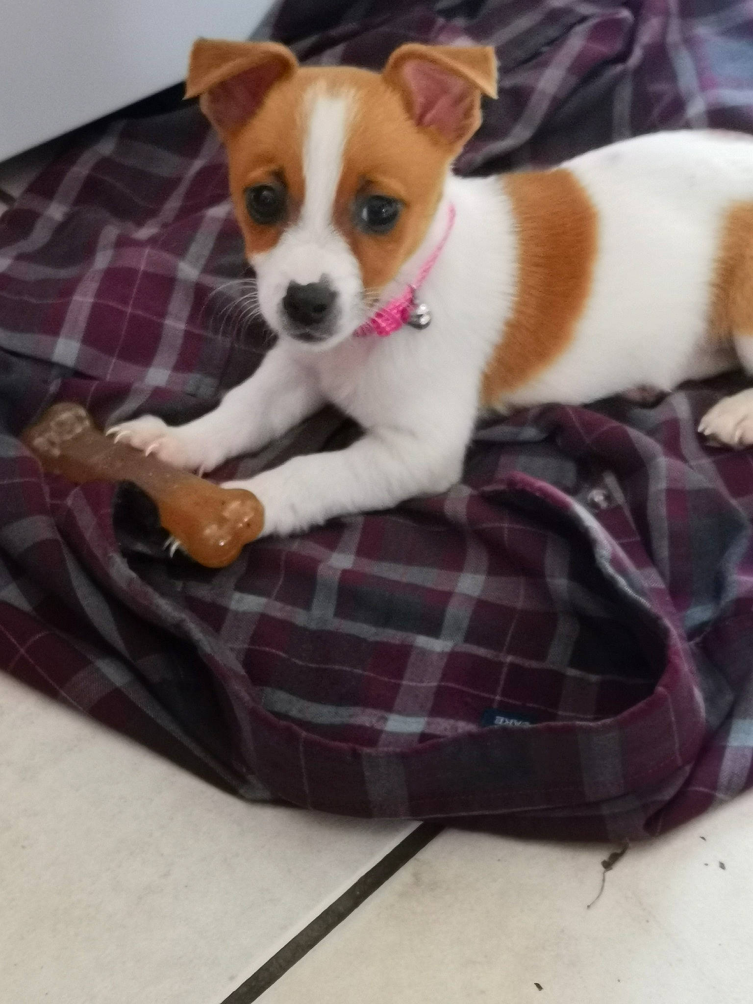 Agatha is registered to the contest to win money with this photo: canidae, carnivore, chihuahua, comfort, companion_dog, dog, dog_bed, dog_breed, dog_supply, fawn, irishjacks, pattern, paw, plaid, snout, sporting_group, tail, tartan, toy_dog, working_animal