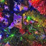 Sunshine joined the competition — help win amazing prizes! kitten, cat, christmas_tree, christmas_lights, tinsel, festive, holiday, decorations, greenery, colorful_lights, indoor, animal, cute, pet, playful, branches, closeup, ornament, celebration, christmas