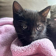 Didier participe au concours pour gagner de l'argent avec cette photo : kitten, black_cat, pet, animal, feline, cute, cozy, blanket, pink, soft, fur, whiskers, indoor, close_up, portrait, young, small, resting, curious, domestic_animal