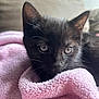 kitten, black_cat, pet, animal, feline, cute, cozy, blanket, pink, soft, fur, whiskers, indoor, close_up, portrait, young, small, resting, curious, domestic_animal