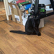 Didier a rejoint le concours — aidez-le/la à gagner de superbes lots ! animal, black_cat, cans, cardboard_box, cat, curious, domestic_animal, feline, floor, furniture, household, indoor, pet, quiet, resting, shelf, side_view, sitting, wooden_floor, young_cat