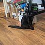 animal, black_cat, cans, cardboard_box, cat, curious, domestic_animal, feline, floor, furniture, household, indoor, pet, quiet, resting, shelf, side_view, sitting, wooden_floor, young_cat