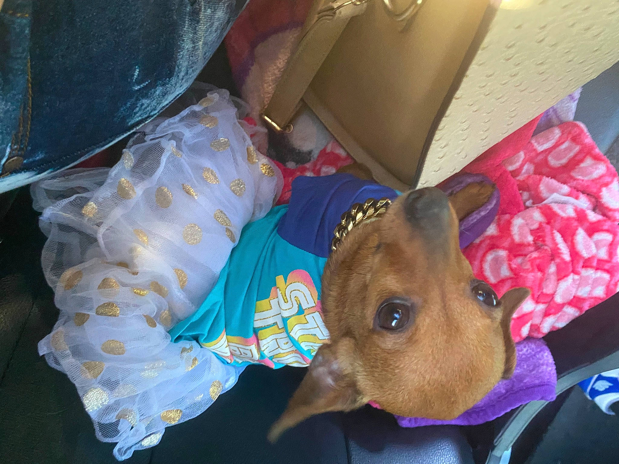 Princess joined the competition — help win amazing prizes! box, canidae, carnivore, collar, comfort, companion_dog, dog, dog_breed, dog_supply, fawn, fur, hat, non_sporting_group, plastic_bag, shipping_box, sporting_group, sun_hat, toy_dog, whiskers, working_animal