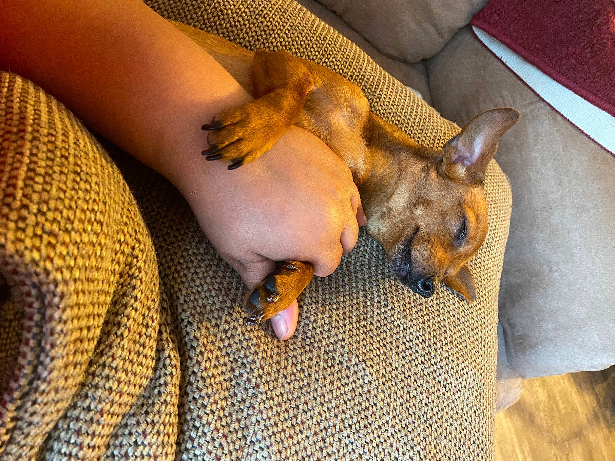 Princess joined the competition — help win amazing prizes! barefoot, carnivore, comfort, companion_dog, dog, dog_breed, fawn, flooring, foot, gesture, human_leg, knee, nail, textile, thigh, toe, toy_dog, wood, wrist, yellow