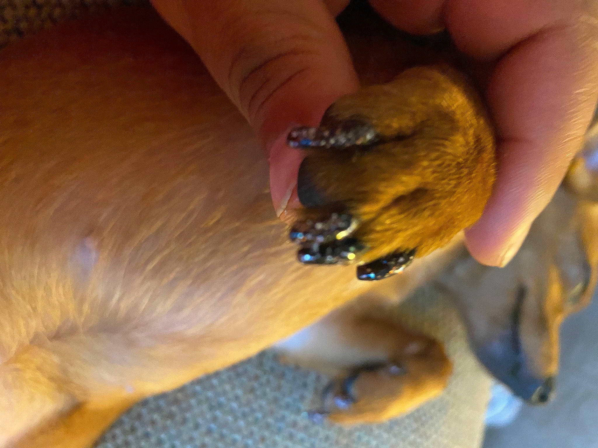 Princess is registered to the contest to win money with this photo: bat, canidae, carnivore, claw, companion_dog, dog, dog_breed, fawn, finger, nail, paw, puppy, reptile, snout, sporting_group, terrestrial_animal, thumb, wildlife, working_animal