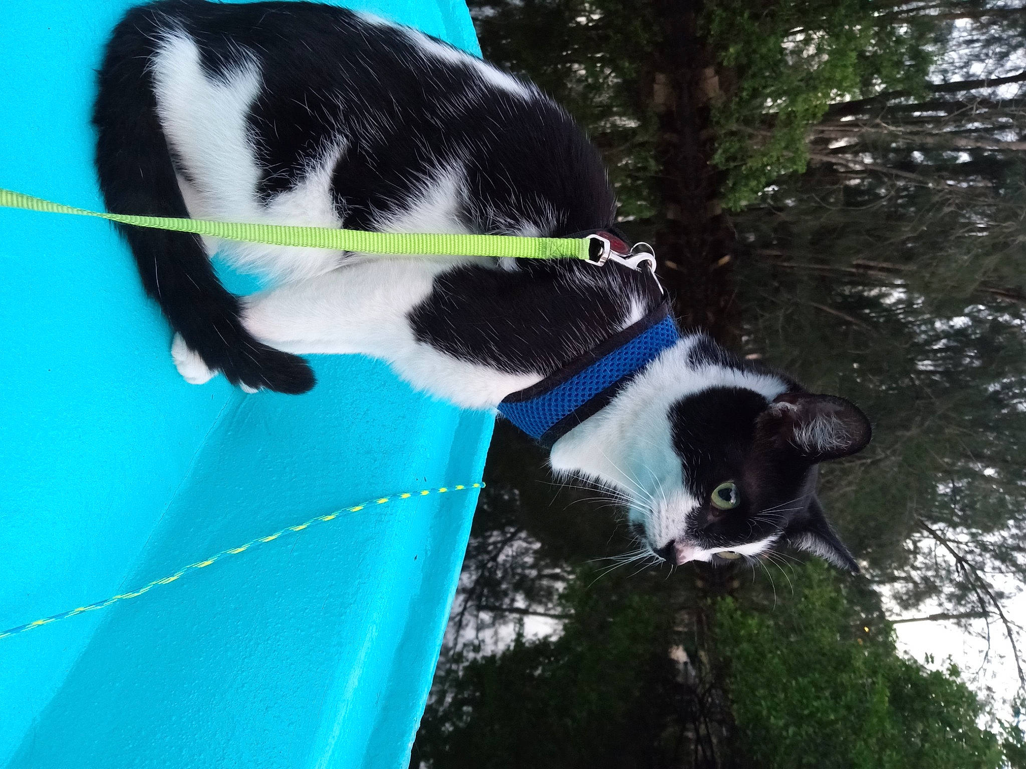 Timmy is registered to the contest to win money with this photo: canidae, carnivore, cat, collar, dog_breed, domestic_short_haired_cat, electric_blue, felidae, fur, grass, leisure, mammal, plant, small_to_medium_sized_cats, snout, sporting_group, tail, tree, water, whiskers