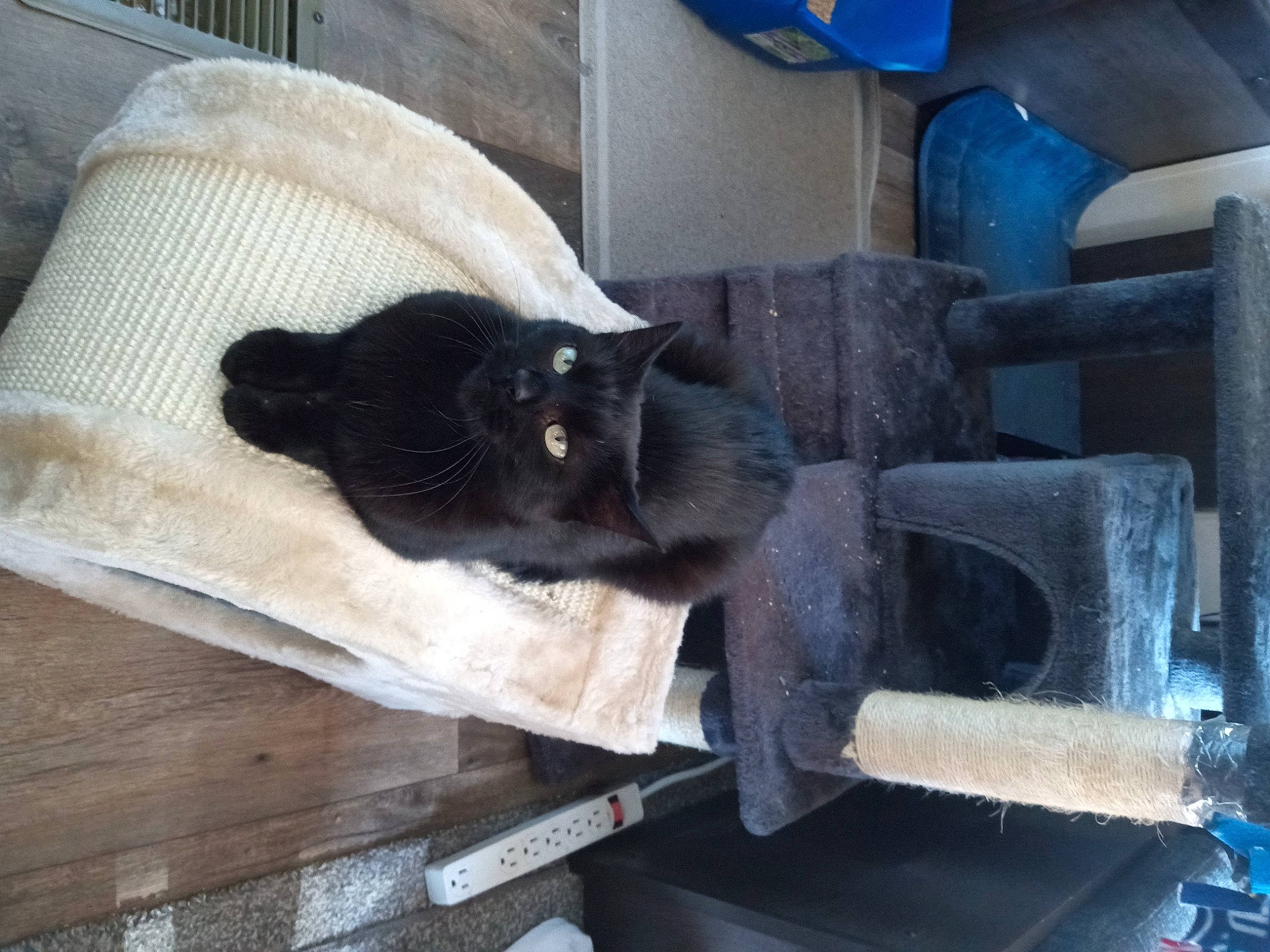 Ash joined the competition — help win amazing prizes! armrest, automotive_tire, black_cat, bombay, carnivore, cat, chair, comfort, domestic_short_haired_cat, electric_blue, felidae, flooring, fur, grey, hardwood, small_to_medium_sized_cats, tail, whiskers, window, wood