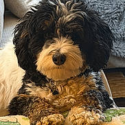 Henry joined the competition — help win amazing prizes! animal, black_and_white, blanket, collar, companion, couch, cozy, curly_fur, cute, dog, fur, fur_texture, home, indoor, laying_down, living_room, pet, pillow, relaxed, resting
