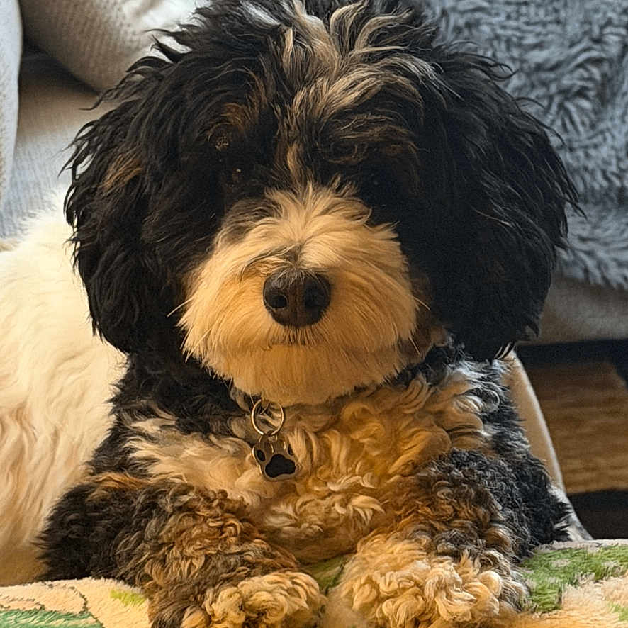 Henry