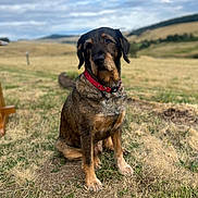 Zack a rejoint le concours — aidez-le/la à gagner de superbes lots ! dog, animal, outdoor, grass, field, collar, pet, brown, black, sitting, canine, nature, sky, cloudy, landscape, fur, mammal, rural, calm, portrait
