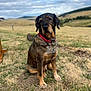 dog, animal, outdoor, grass, field, collar, pet, brown, black, sitting, canine, nature, sky, cloudy, landscape, fur, mammal, rural, calm, portrait