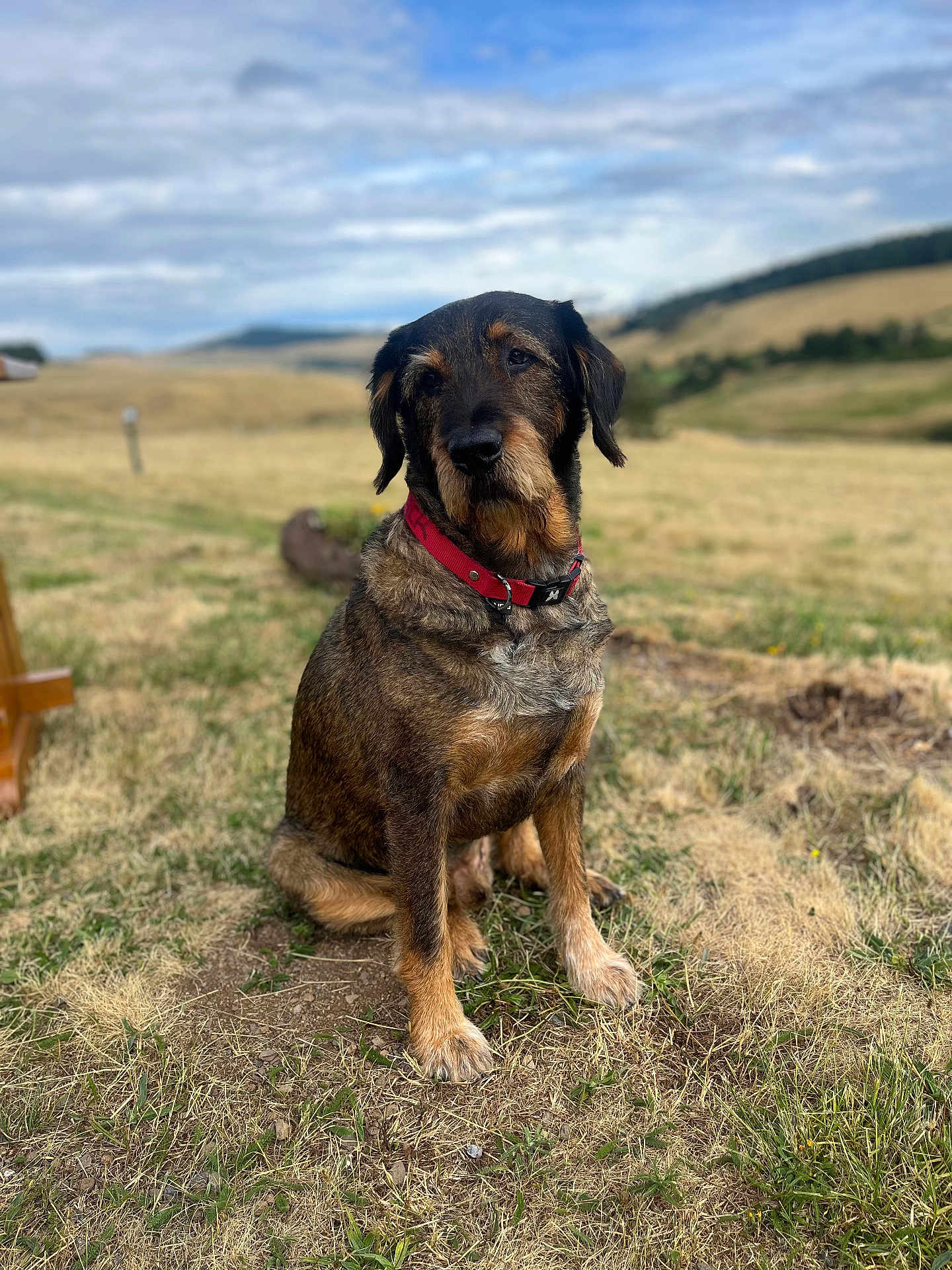 Zack a rejoint le concours — aidez-le/la à gagner de superbes lots ! dog, animal, outdoor, grass, field, collar, pet, brown, black, sitting, canine, nature, sky, cloudy, landscape, fur, mammal, rural, calm, portrait