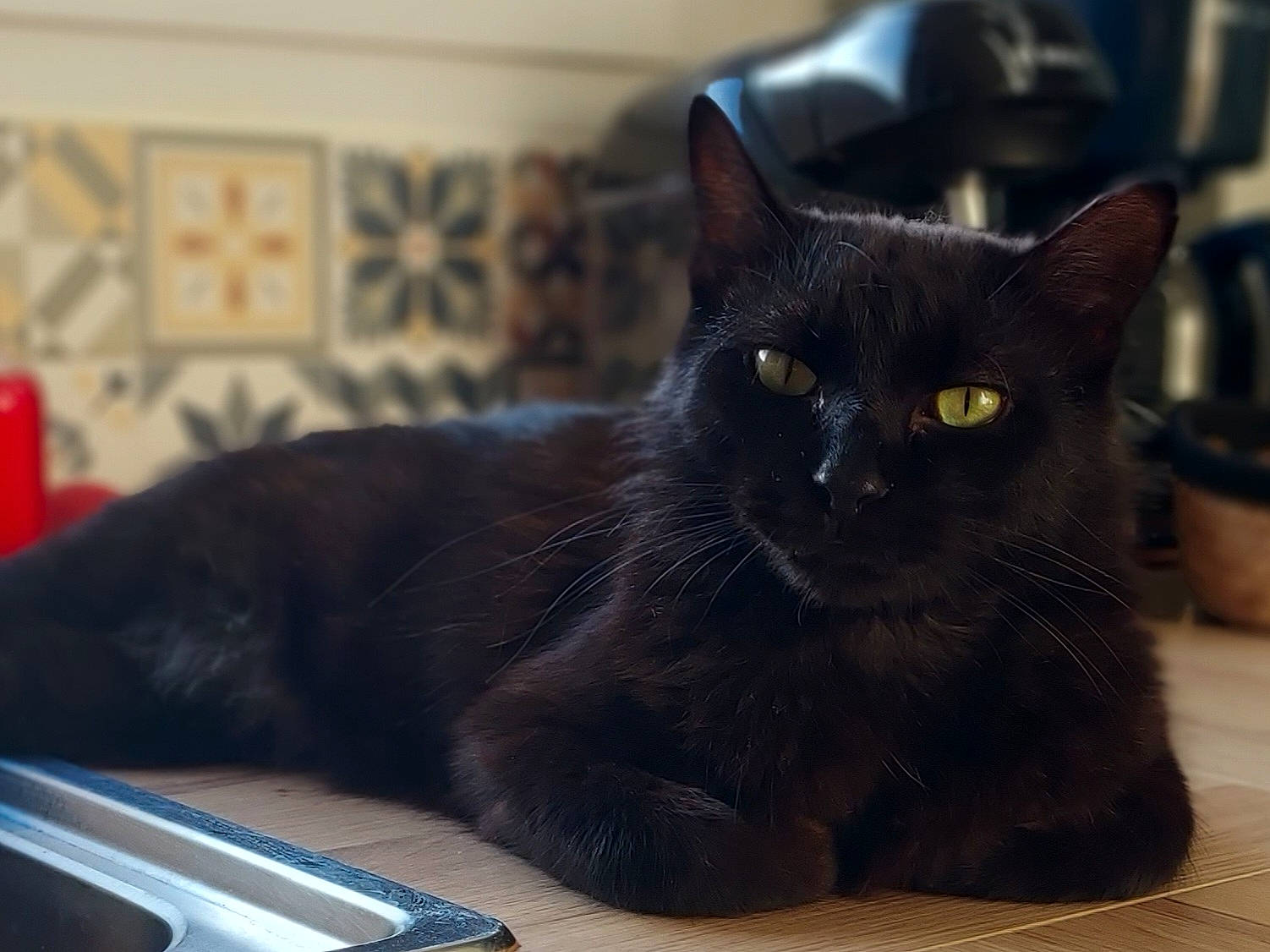 Onyx a rejoint le concours — aidez-le/la à gagner de superbes lots ! black_cat, bombay, carnivore, cat, comfort, domestic_short_haired_cat, felidae, flooring, fur, office_supplies, small_to_medium_sized_cats, snout, whiskers