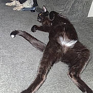 Castiel joined the competition — help win amazing prizes! animal, black_and_white_dog, black_cat, companion, couch, cozy, dog, domestic, fur, furniture, gray_couch, household, indoor, lying_down, pet, phone, relaxed, remote_control, resting, sprawled