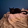 Castiel is registered to the contest to win money with this photo: animal, bed, black_cat, blanket, blue_wall, cat, cozy, curious_eyes, domestic, feline, fur, indoor, pet, pillow, quiet, relaxation, resting, sleepy, soft_texture, tail