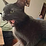 Castiel is registered to the contest to win money with this photo: animal, black_cat, blurred_background, cat, close_up, couch, ear, face, fur, furniture, indoor, mouth_open, person, pet, room, table, tongue, wall, whiskers, yellow_eyes