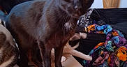 Castiel is registered to the contest to win money with this photo: animal, basket, black_cat, blanket, box, can, cat, closeup, colorful, couch, curious, domestic_animal, feline, furniture, indoor, living_room, pet, playful, toy, yellow_eyes
