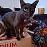 animal, basket, black_cat, blanket, box, can, cat, closeup, colorful, couch, curious, domestic_animal, feline, furniture, indoor, living_room, pet, playful, toy, yellow_eyes