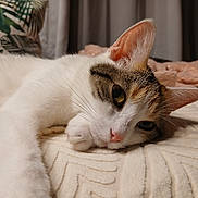 Crevette a rejoint le concours — aidez-le/la à gagner de superbes lots ! cat, animal, pet, feline, sleepy, closeup, indoor, blanket, texture, whiskers, ear, paw, face, fur, relaxing, cozy, cushion, home, soft, resting