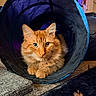 cat, orange_cat, fluffy, pet, indoor, tunnel_toy, curious, feline, animal, mammal, close_up, carpet, home, relaxed, looking_at_camera, cute, whiskers, ears, paws, fur