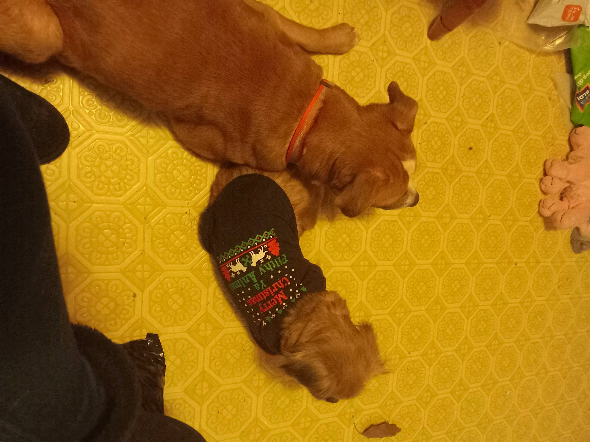 Diesel is registered to the contest to win money with this photo: brown, carnivore, clock, comfort, companion_dog, dog, dog_breed, fawn, finger, floor, flooring, foot, hardwood, human_leg, liver, snout, sporting_group, wood, working_animal, wrist