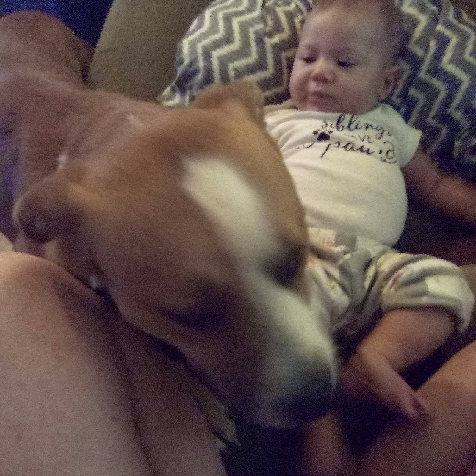 Diesel joined the competition — help win amazing prizes! abdomen, baby, carnivore, child, cloud, comfort, companion_dog, dog, dog_breed, eye, fawn, fun, happy, head, human_leg, leg, nose, toddler, trunk, whiskers