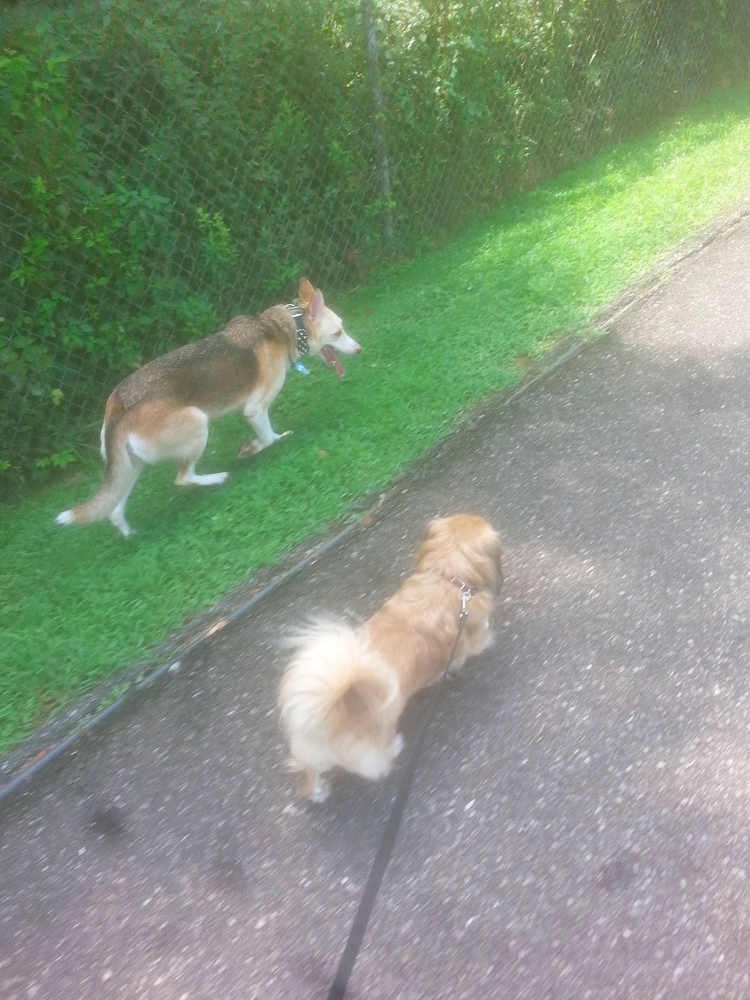 Sadie joined the competition — help win amazing prizes! asphalt, canidae, carnivore, companion_dog, dog, dog_breed, fawn, fur, grass, plant, road, road_surface, sidewalk, spitz, sporting_group, tail, terrestrial_animal, toy_dog, tree, wildlife