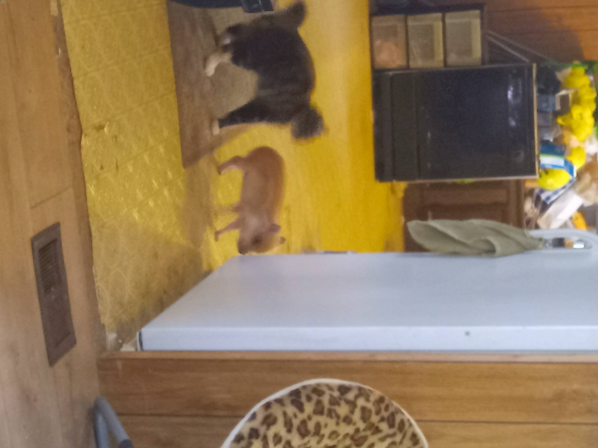 Callie is registered to the contest to win money with this photo: cabinetry, cat, cupboard, desk, domestic_short_haired_cat, drawer, felidae, flooring, hardwood, home_appliance, kitchen, plywood, room, shelving, small_to_medium_sized_cats, table, whiskers, wood, wood_stain, yellow