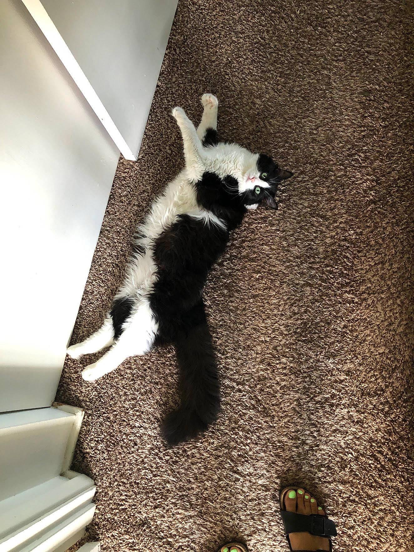 Jasper joined the competition — help win amazing prizes! claw, darkness, dog_breed, eyewear, fawn, felidae, flooring, fur, gesture, grey, human_leg, paw, shadow, small_to_medium_sized_cats, snout, tail, terrestrial_animal, tints_and_shades, whiskers, wood