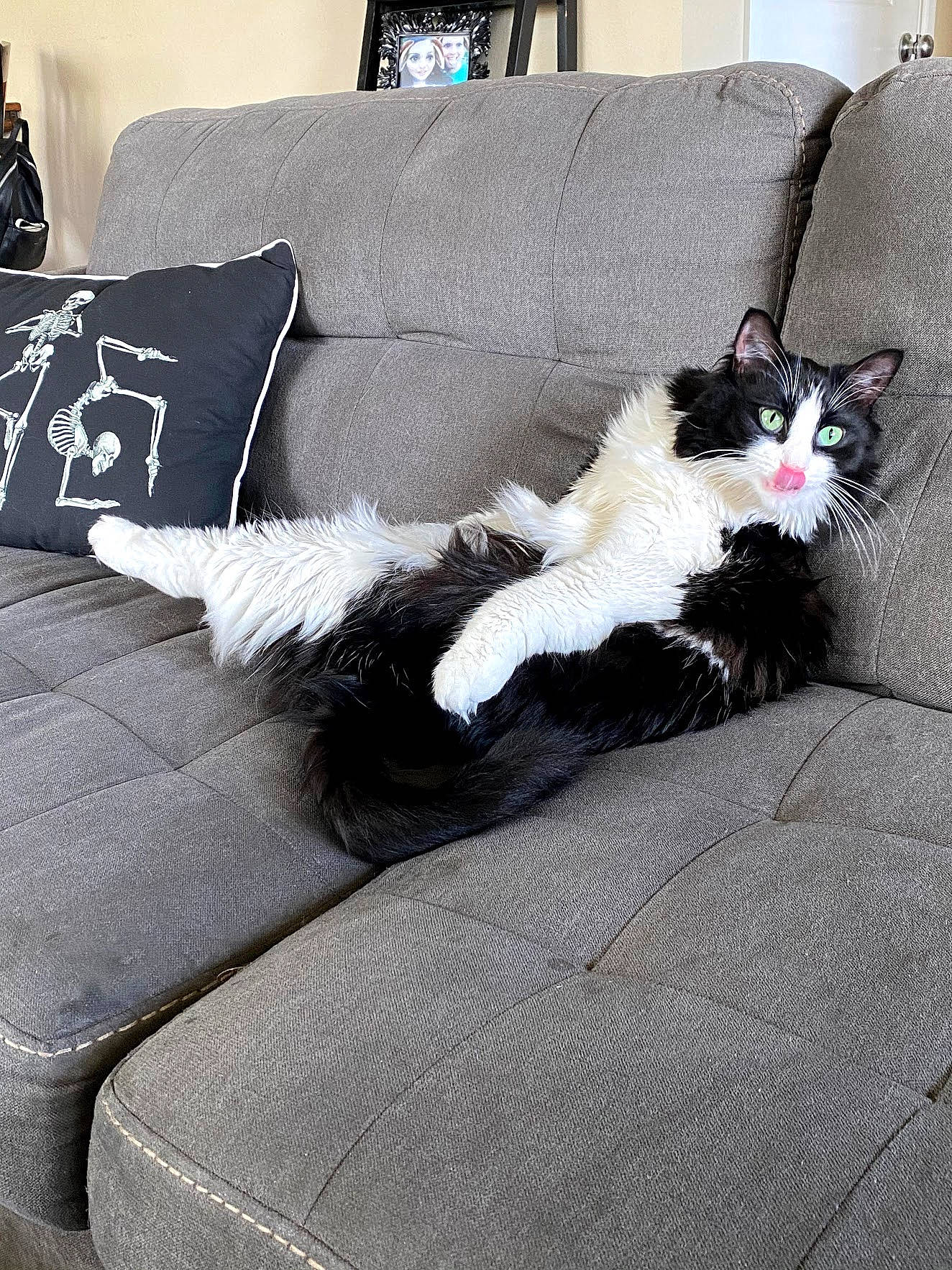 Jasper is registered to the contest to win money with this photo: bedding, carnivore, cat, comfort, companion_dog, couch, felidae, flooring, fur, furniture, grey, hardwood, linens, living_room, small_to_medium_sized_cats, studio_couch, tail, whiskers, window, wood