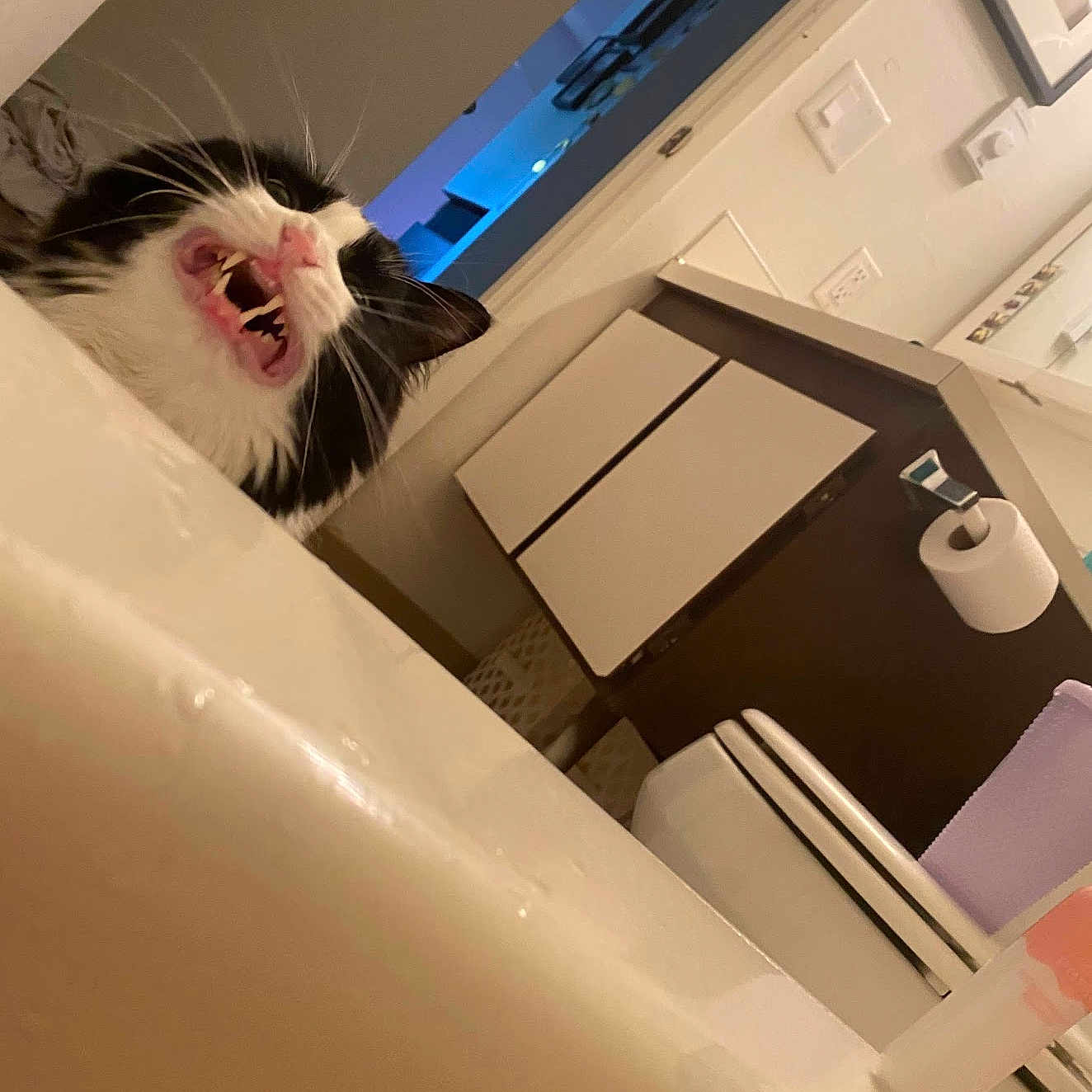 Jasper joined the competition — help win amazing prizes! automotive_design, automotive_exterior, box, cardboard, carnivore, carton, cat, comfort, felidae, floor, flooring, fur, personal_luxury_car, room, shipping_box, small_to_medium_sized_cats, snout, vehicle_door, whiskers, wood