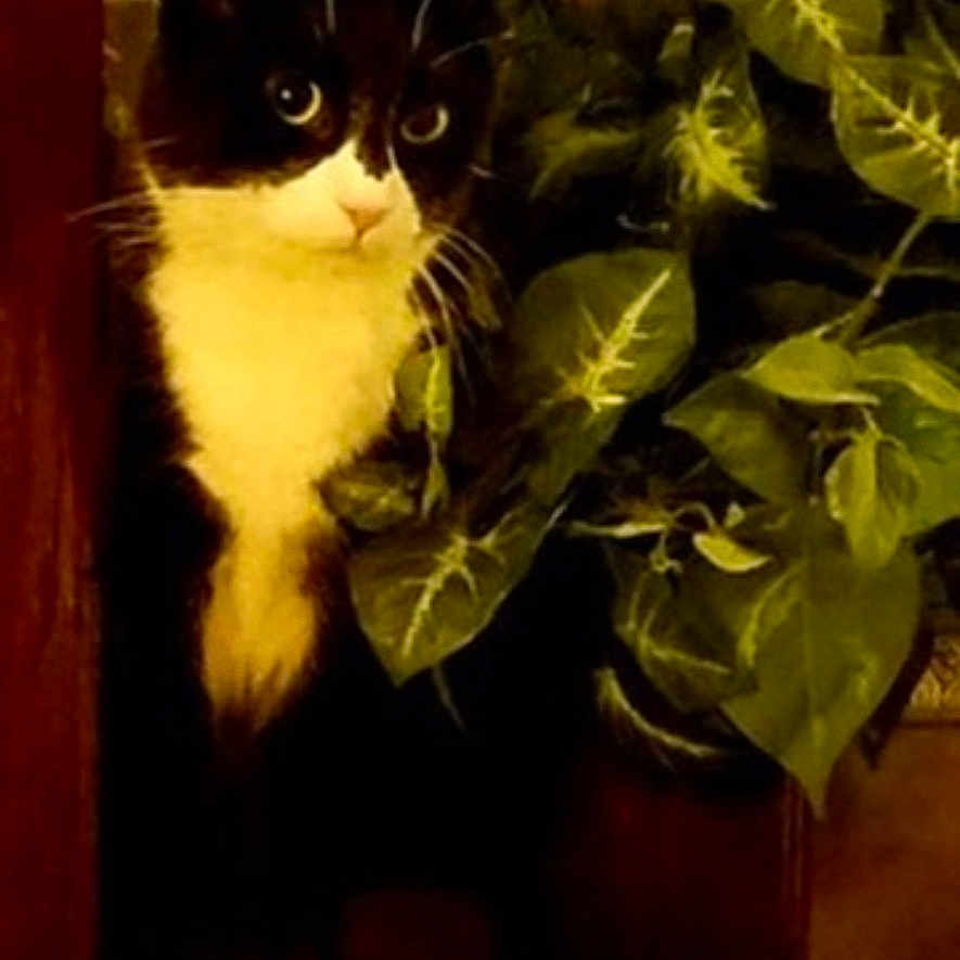 Angelo is registered to the contest to win money with this photo: cat, black_and_white, pet, animal, feline, whiskers, eyes, ears, paws, standing, indoor, houseplant, leaves, foliage, wooden_door, ledge, portrait, long_whiskers, alert, home_decor