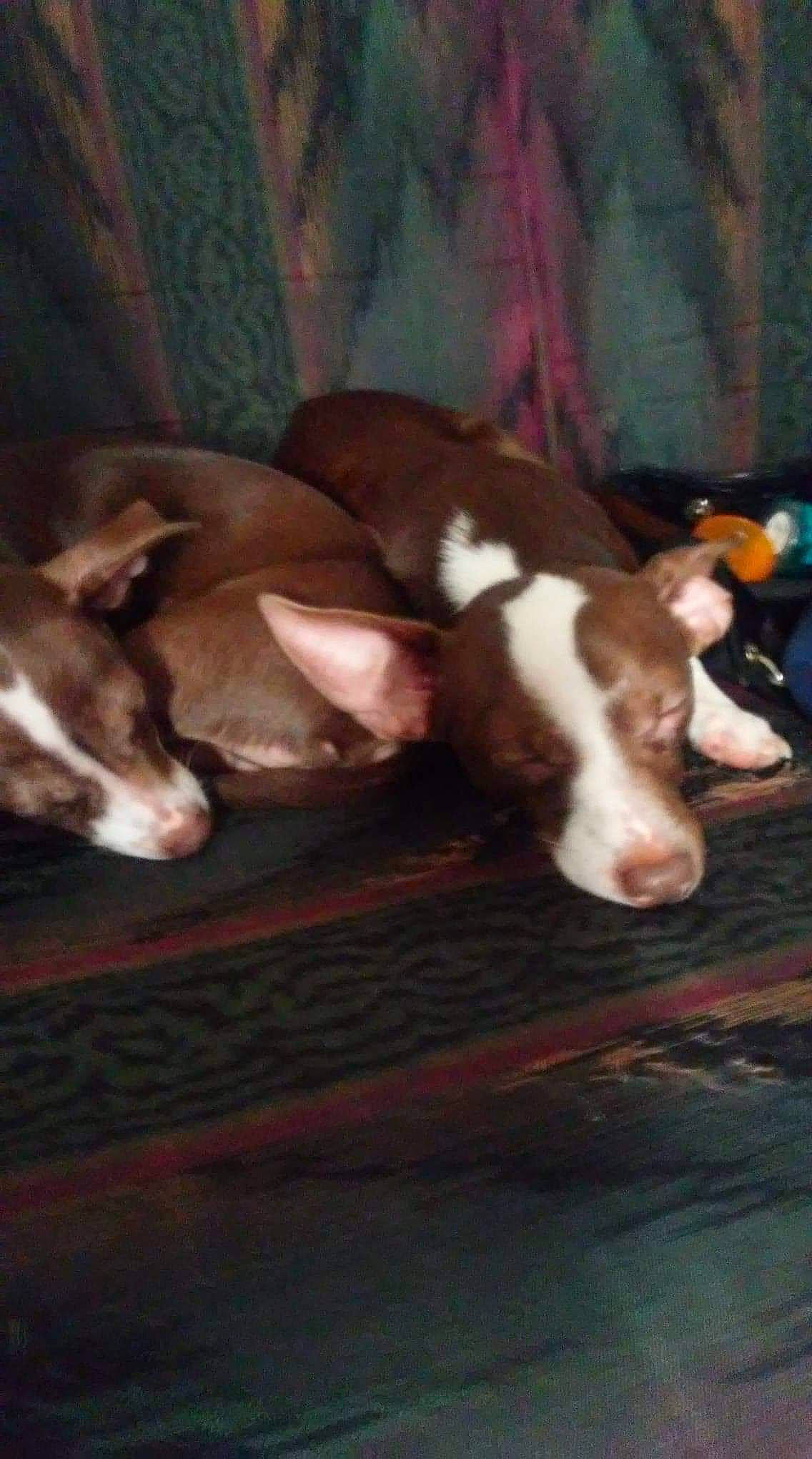 Troublez joined the competition — help win amazing prizes! american_pit_bull_terrier, canidae, carnivore, dog, dog_breed, fawn, italian_greyhound, mammal, non_sporting_group, puppy