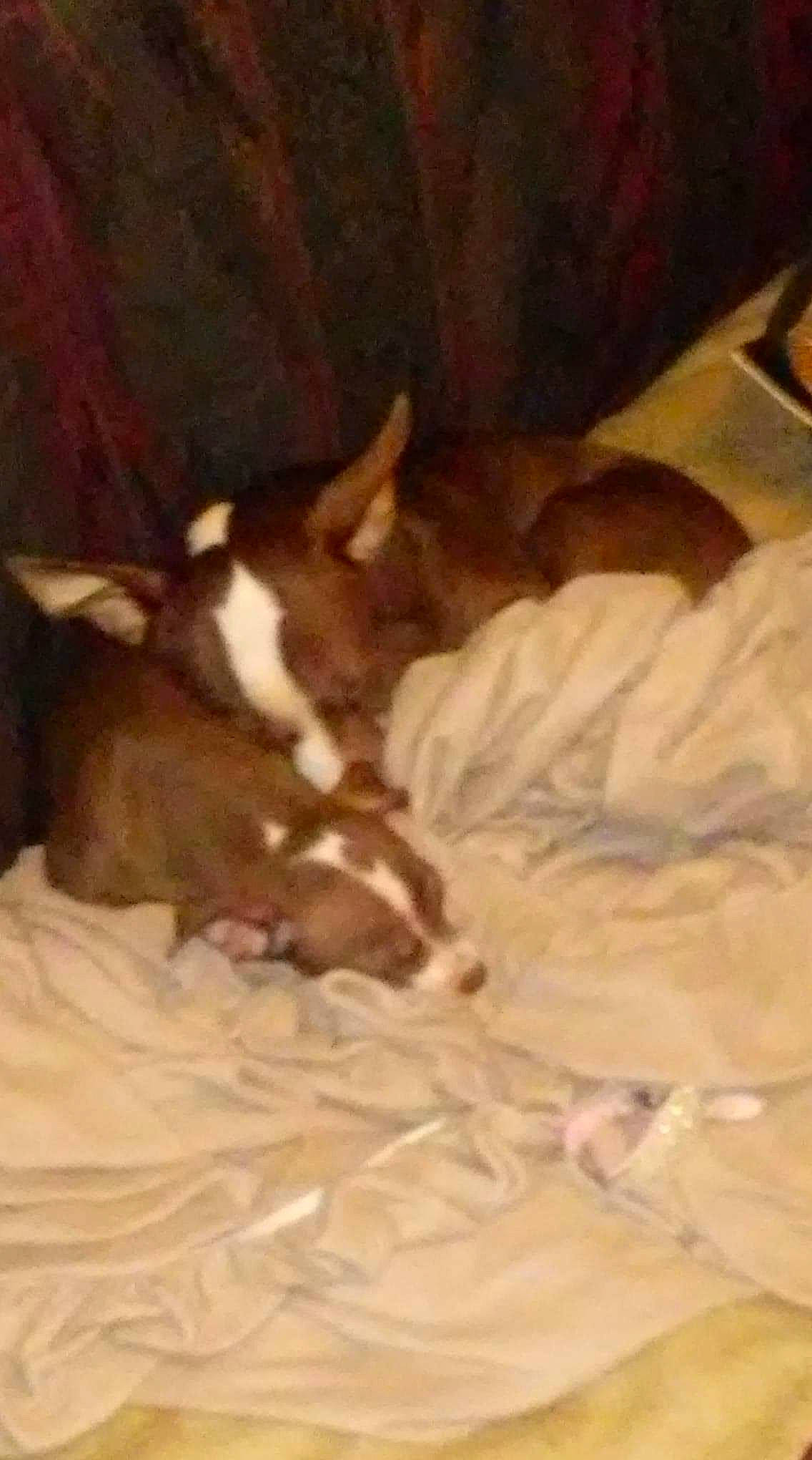 Troublez joined the competition — help win amazing prizes! american_pit_bull_terrier, basenji, boston_terrier, bull_terrier, canidae, carnivore, dog, dog_breed, fawn, italian_greyhound, mammal, non_sporting_group, vertebrate