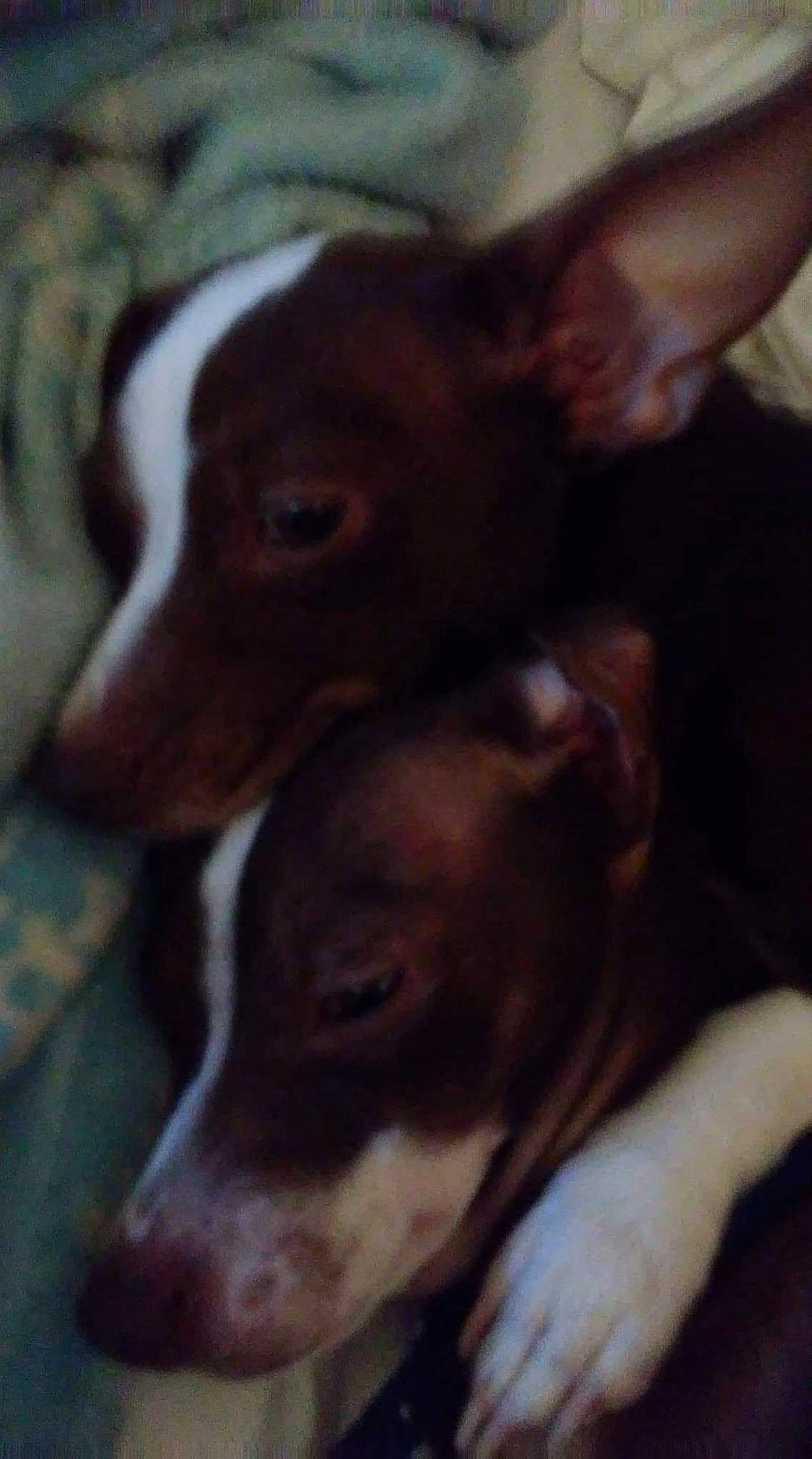 Troublez joined the competition — help win amazing prizes! canidae, carnivore, dog, dog_breed, ear, feist, hunting_dog, ibizan_hound, mammal, nose, puppy, rare_breed_dog, rat_terrier, snout, sporting_group, teddy_roosevelt_terrier, vertebrate