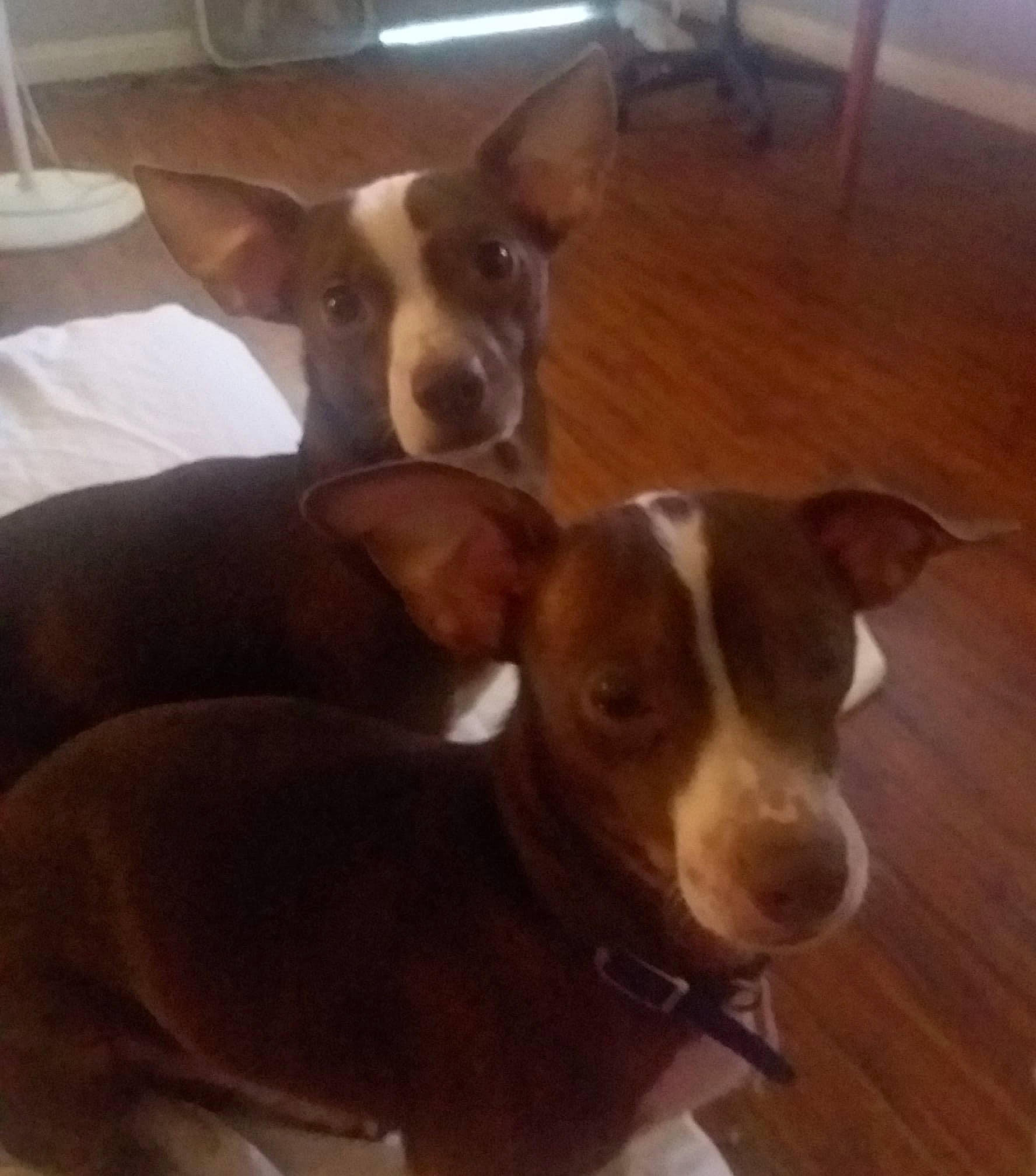 Troublez is registered to the contest to win money with this photo: canidae, carnivore, chihuahua, dog, dog_breed, ear, fawn, hunting_dog, male, mammal, non_sporting_group, rat_terrier, sporting_group, vertebrate