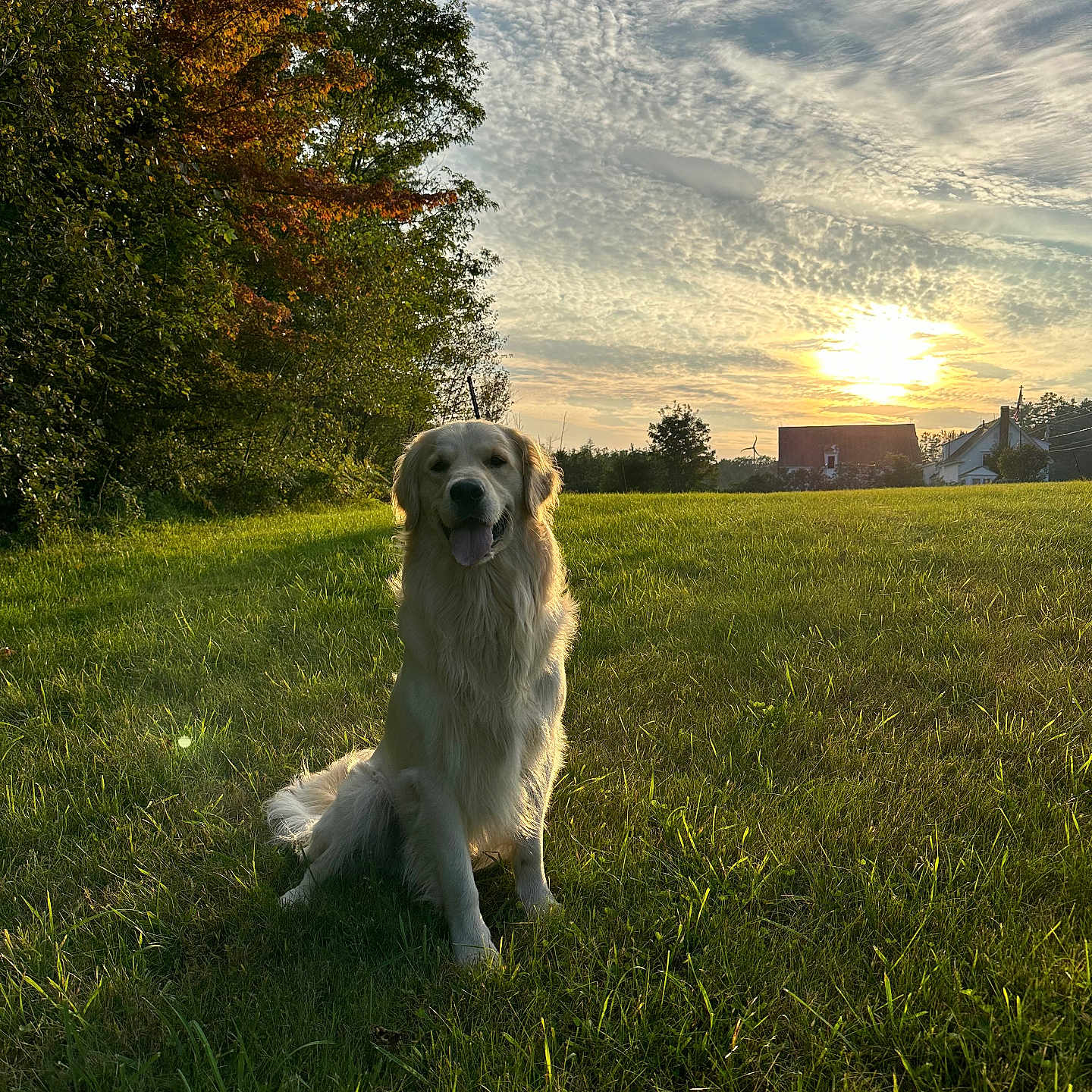 Brody