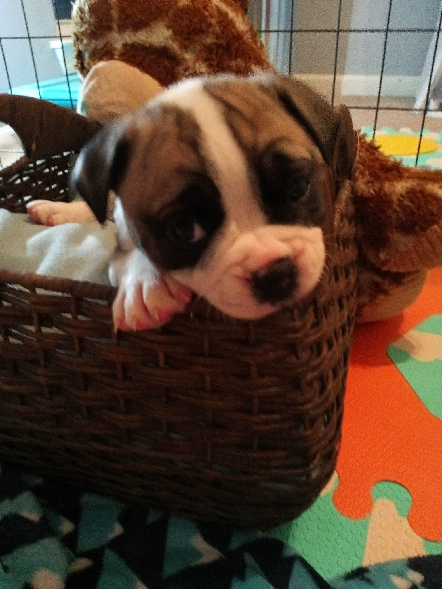 Sissy joined the competition — help win amazing prizes! american_bulldog, australian_bulldog, boxer, canidae, carnivore, companion_dog, dog, dog_breed, fawn, mammal, non_sporting_group, olde_english_bulldogge, pit_bull, puppy, rare_breed_dog, sporting_group, valley_bulldog, vertebrate