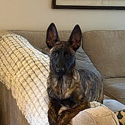 Taz joined the competition — help win amazing prizes! dog, canine, brindle, couch, sofa, blanket, pillow, ears, paws, pet, indoor, living_room, portrait, relaxed, attentive, looking_at_camera, domestic_animal, furniture, cozy, home