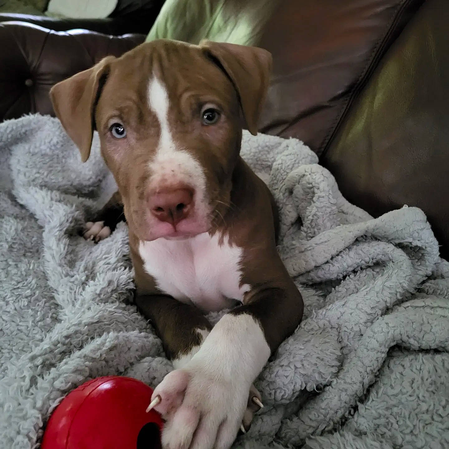 Petey Beans joined the competition — help win amazing prizes! canidae, carmine, carnivore, comfort, companion_dog, dog, dog_breed, fawn, fur, hunting_dog, linens, liver, non_sporting_group, pet_supply, sporting_group, toy, whiskers, working_animal